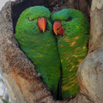 Scaly-breasted Lorikeet