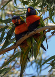 Rainbow Lorikeet