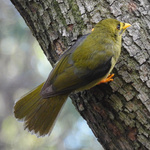 Bell Miner