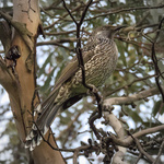 Little Wattlebird