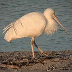 Yellow-billed Spoonbill