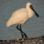Royal Spoonbill