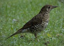 Bassian Thrush