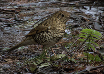 Bassian Thrush