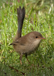Superb Fairywren