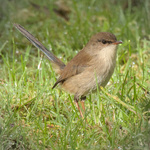 Superb Fairywren