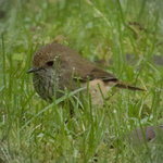 Brown Thornbill