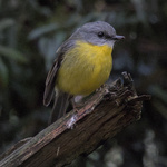 Eastern Yellow Robin