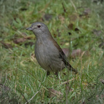 Gray Shrikethrush