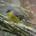 Eastern Yellow Robin
