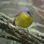 Eastern Yellow Robin