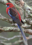 Crimson Rosella