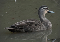 Pacific Black Duck