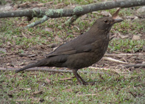 Eurasian Blackbird