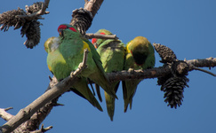 Musk Lorikeet