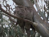 Tawny Frogmouth