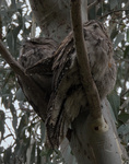 Tawny Frogmouth