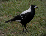 Australian Magpie