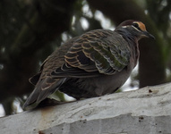 Common Bronzewing
