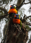 Rainbow Lorikeet