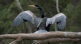 Australasian Darter