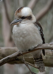 Laughing Kookaburra