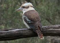 Laughing Kookaburra