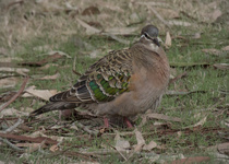 Common Bronzewing
