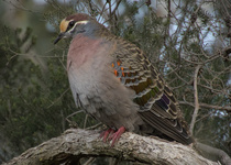 Common Bronzewing