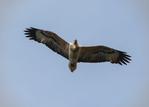 White-bellied Sea-Eagle