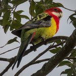 Eastern Rosella
