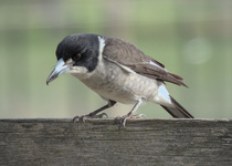 Gray Butcherbird