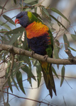 Rainbow Lorikeet