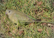 Red-rumped Parrot