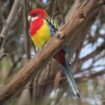 Eastern Rosella