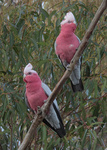 Galah