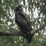 Little Eagle