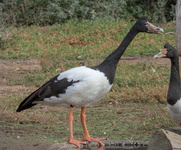 Magpie Goose