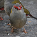 Red-browed Firetail