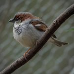 House Sparrow