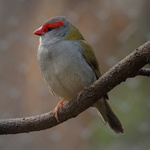 Red-browed Firetail