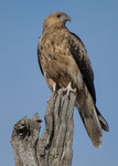 Whistling Kite