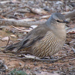 Brown Treecreeper