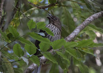 Tooth-billed Bowerbird