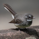 Gray Fantail