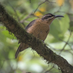 Victoria's Riflebird