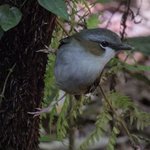 Gray-headed Robin
