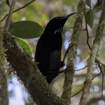 Victoria's Riflebird