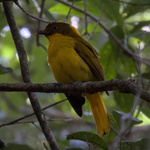 Golden Bowerbird