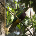 Wompoo Fruit-Dove